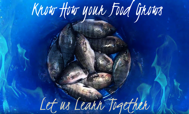 Know How Your Food Grows