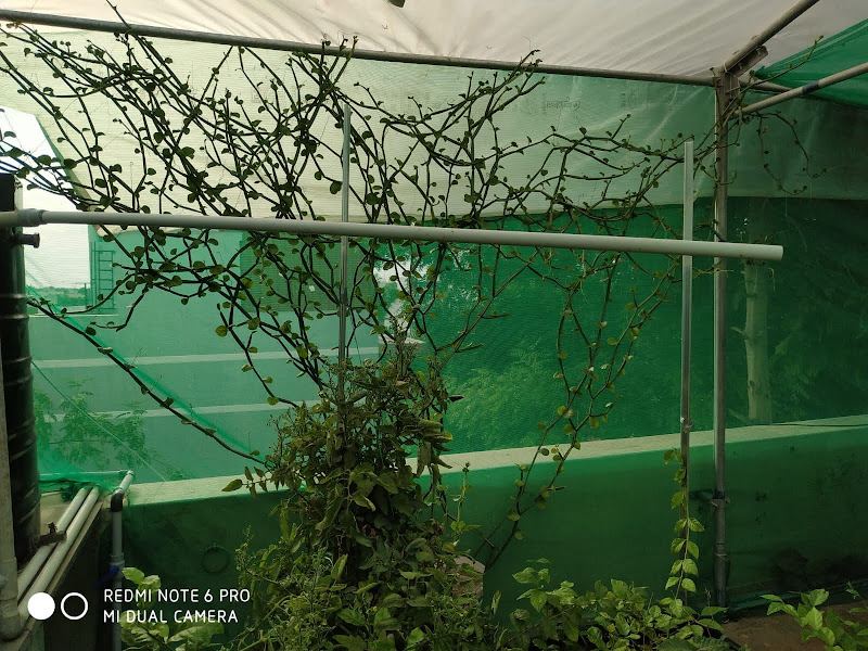 Customer Aquaponics Home System 2