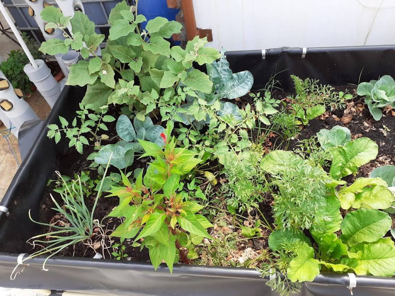 Customer Aquaponics Home System 3