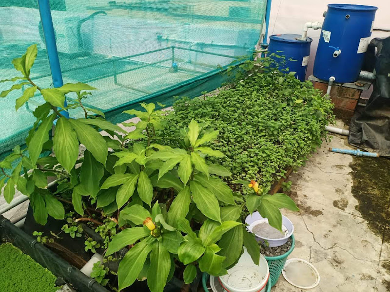 Customer Aquaponics Home System 4