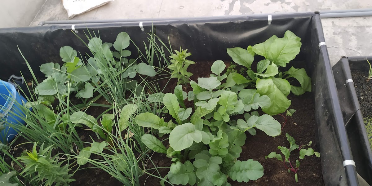 Customer Aquaponics Home System 5