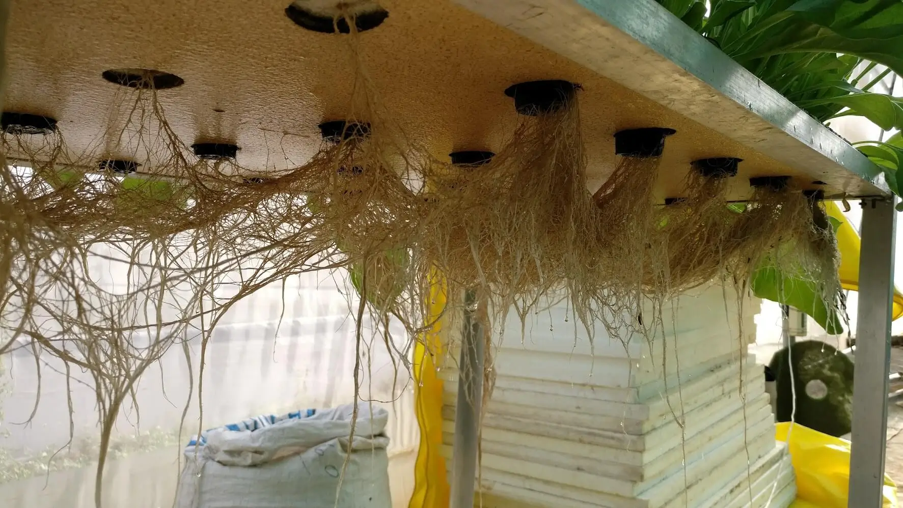 Aquaponics Healthy plant roots